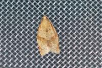 Clepsis consimilana