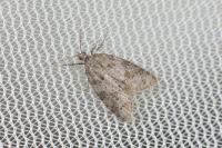 Cnephasia incertana