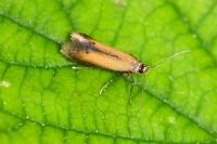 Coptotriche marginea