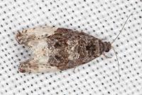 Hedya pruniana