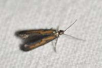 Ochromolopis ictella