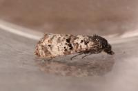 Hysterophora maculosana