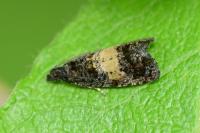 Endothenia nigricostana