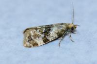 Phalonidia manniana