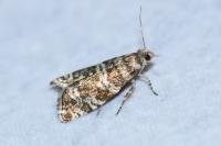Epinotia tedella
