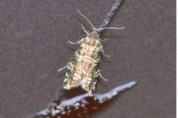 Epinotia tedella