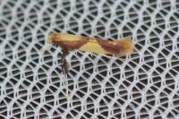 Caloptilia