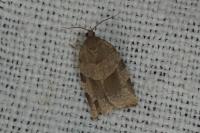 Choristoneura hebenstreitella