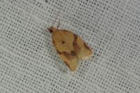 Clepsis consimilana