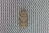 Cnephasia