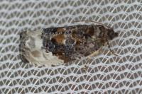 Hedya nubiferana