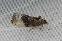 Hedya nubiferana