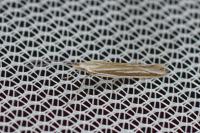 Coleophora