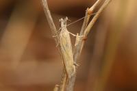 Pleurota honorella