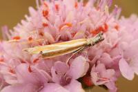 Pleurota honorella