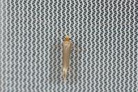 Nematopogon