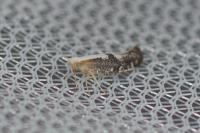 Argyresthia spinosella