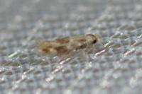 Bucculatrix