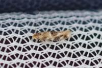 Bucculatrix ulmella