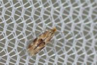 Bucculatrix ulmella