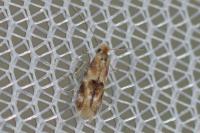 Bucculatrix ulmella