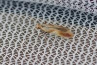 Caloptilia
