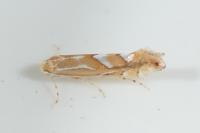 Phyllonorycter