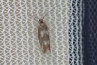 Scythris