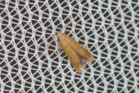 Tischeria
