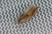 Ancylis mitterbacheriana