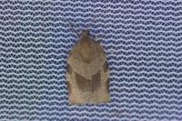 Choristoneura hebenstreitella
