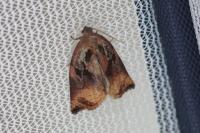 Archips podana