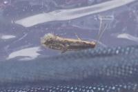 Monopis crocicapitella