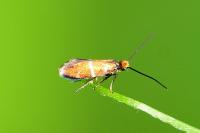 Micropterix aruncella