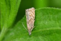 Dichrorampha