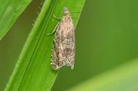 Dichrorampha