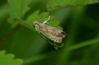 Dichrorampha