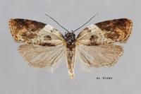 Acleris variegana