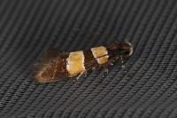 Goidanichiana jourdheuillella