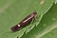 Scythris gratiosella