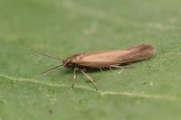 Scythris subseliniella