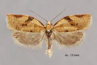 Clepsis consimilana