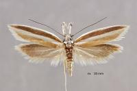 Pleurota aristella
