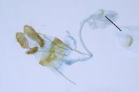 Bactra lancealana