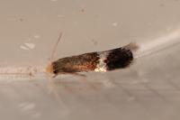 Stigmella