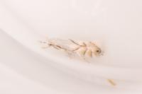 Phyllonorycter harrisella