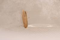 Nematopogon swammerdamella
