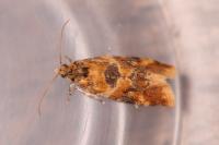 Lobesia reliquana