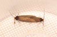 Incurvaria koerneriella