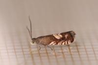 Grapholita compositella